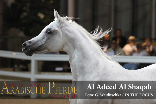Al Adeed Al Shaqab - ein Weltstar kommt zurück nach Europa.  Foto: G. Waiditschka / IN THE FOCUS