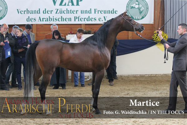 Silber - Martice (Al Justice / Miss Marenga) *2012, Züchter und Besitzer: R. Sax, Altfraunhofen