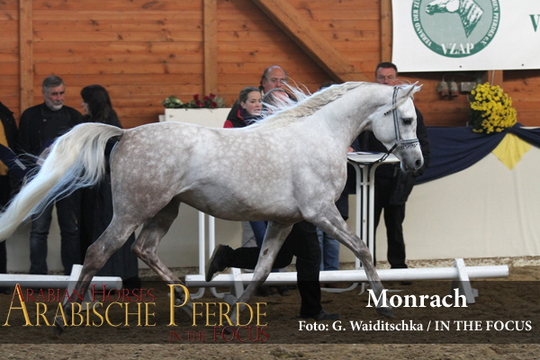 Weiss - Monrach (Al Ayal AA / Virginia Apal), *2012, Züchter: J. Swaenepoel, Belgien; Besitzer: A. Mertini, Geeste
