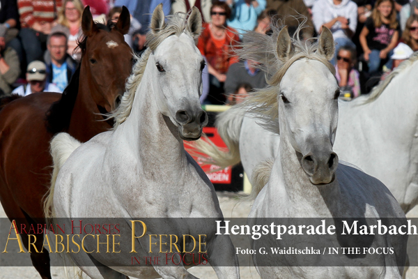 17-Silberne Herde - IMG_9647 (c) Waiditschka-600px