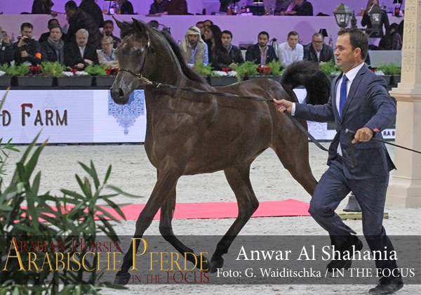 Top Ten Anwar Al Shahania (Kahil Al Shaqab / Sierra Tango TT)