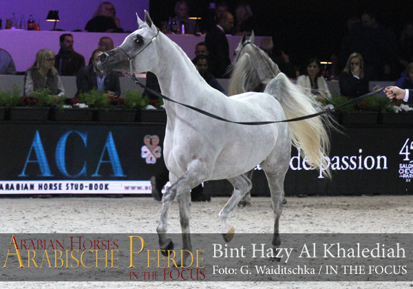 Bronze Junior Champion Filly Bint Hazy Al Khalediah (El Palacio VO / Hazy Al Khalediah)