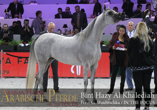 Bronze Junior Champion Filly Bint Hazy Al Khalediah (El Palacio VO / Hazy Al Khalediah)