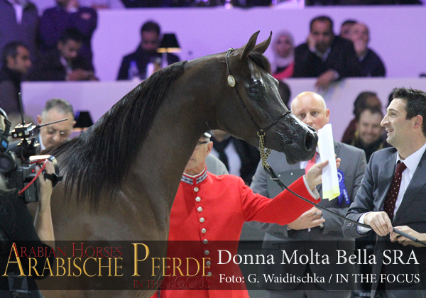 Gold Senior Champion Mare Donna Molta Bella SRA (Da Valentino / RD Fabreanna)