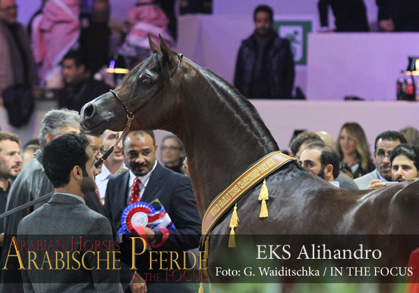 Gold Senior Champion Stallion EKS Alihandro (Marwan Al Shaqab / OFW Psylhouette)