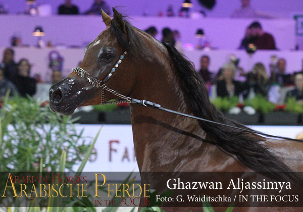 Bronze Junior Champion Colt Ghazwan Al Jassimya (Marwan Al Shaqab / Athina El Jamaal)