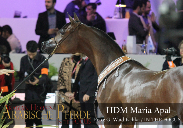 Silver Yearling Champion Filly HDM Maria Apal (RFI Farid / WW Imania Apal)