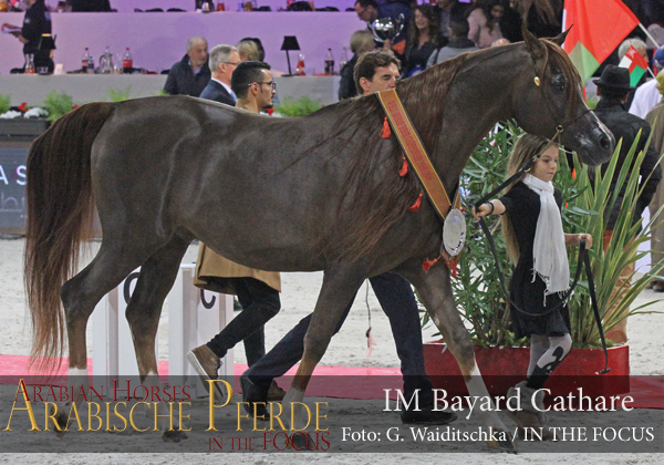 Bronze Senior Champion Stallion IM Bayard Cathare (Padrons Immage / Shamilah Bagheera)