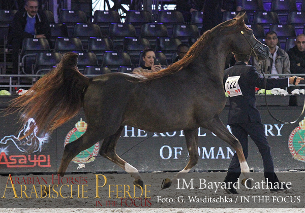 Bronze Senior Champion Stallion IM Bayard Cathare (Padrons Immage / Shamilah Bagheera)