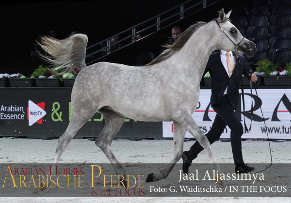 Silver Yearling Champion Colt Jaal Aljassimya (WH Justice / Annaiss)