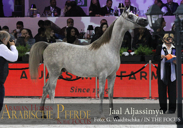 Silver Yearling Champion Colt Jaal Aljassimya (WH Justice / Annaiss)