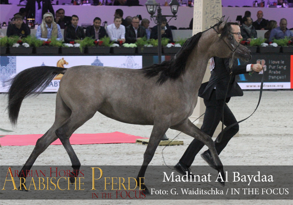 Bronze Yearling Champion Filly  Madinat Al Baydaa (RFI Farid / TS Madeleine)