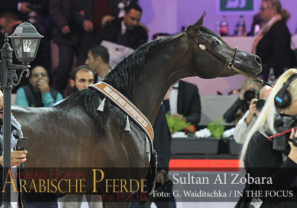 Silver Senior Champion Stallion Sultan Al Zobara (Gazal Al Shaqab / Inra Al Shaqab)