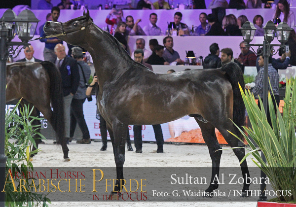 Silver Senior Champion Stallion Sultan Al Zobara (Gazal Al Shaqab / Inra Al Shaqab)