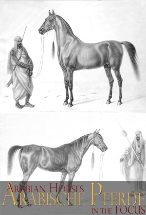 El Bedavi und Coheile, zwei Original-Araber im Besitz von Baron von Fechtig