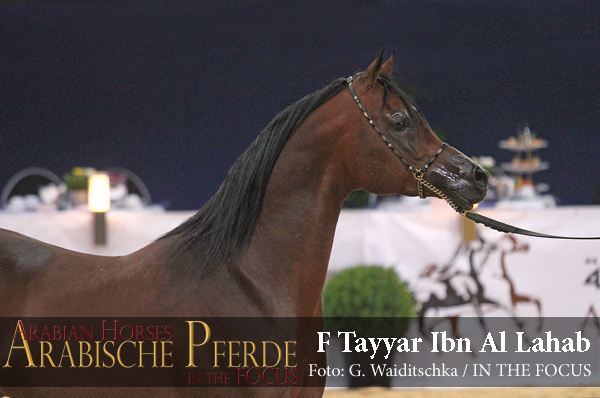 Senioren Silber-Champion F TAYYAR IBN AL LAHAB (Al Lahab / F Tahani Bint Shamaal)