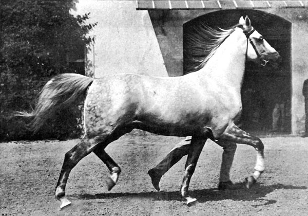 Shagya-Arabian stallion Koheilan I, born 1888 in Bábolna, (Koheilan Adjuze db, 1876 / 98 Siglavy, 1878, Bábolna). At the World Exhibition in Paris in 1900, this strong stallion became "Grand Champion". He inspired the visitors with his noble type, his caliber, the elastic, ground covering movements, as well as the harmony and grace of his appearance. The foundation sire is Koheilan Adjuze db. He came together with O'Bajan db 1885 from Syria to Bábolna. The stallion had very high breeding value, his blood is still alive in the stallion strains and mare families. The dominating genetic power and the  vitality of this strain is demonstrated by the Shagya-Arabian branch as well as in purebred Arabian breeding.