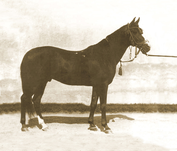Kuhaylan Zaid db, born 1923, bred by the Ruala bedouins (Kuhaylan Abu Junub / Kuhaylah Al Ziyadah). He was chief sire in Bábolna from 1931 to 1946. In 1930, Carl Raswan and Bogdan Zientarski were commissioned by Roman Sanguszko, the owner of Gumniska Stud, to purchase suitable desertbreds from the country of origin. This was the last opportunity to purchase horses from migrating Bedouins. Bábolna also ordered one excellent stallion. During six months, they looked at about 10.000 horses and finally purchased five stallions and four mares that they transported across the Libanon to Constanta at the Black Sea coast. Kuhaylan Zaid left many foundation mares and two chief sires.