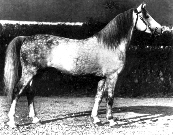 O'Bajan VII, born 1923 in Bábolna (O'Bajan VI, 1908, Bábolna / 197 Shagya XVIII, 1913, Bábolna). O'Bajan VII was a stallion with great balance in all parts of his body. The stallion was like from a mold and exemplifies the ideal synthesis of caliber, expression and distinctiveness, all in correct measurements. The maronite Fadlallah el Hedad, who later became the stud commander of Bábolna, brought from his travels to the Orient several bedouin horses. Among them was the 4-year-old black gem O'Bajan db from Tell el Kelah. He became a pillar of Shagya-Arabian breeding and was chief-sire for 25 years until 1910. He sired 312 foals, of which 112 became provincial sires, and 56 broodmares.