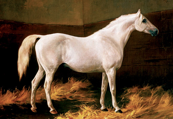 Shagya-Arabian stallion Shagya X, born 1855 at Mezöhegyes (Shagya IV, 1841, Bábolna / 302 Samhan, 1845 Mezöhegyes). He was an exceptional sire, who sired several chief sires for Bábolna, Mezöhegyes and Radautz. The founder of the Shgaya strain is the stallion Shagya, born 1830, bred by the Bani Saher Bedouins, imported by Baron von Herbert on the occasion of this purchasing commission in 1836 to Syria, Aleppo and Damascus. This expedition was an important success. Five mares and nine stallion were delivered healthy at Bábolna, among them Shagya, who was – according to the studbook – a dappled grey of 160 cm. He was not only harmonious but also very strongly built, well muscled and nobel. 