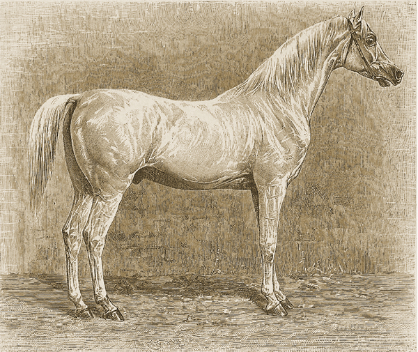 Desertbred stallion Tajar, born 1801 (not to be confused with the stallions at Weil Stud of the same name). He was the ideal for any horse breeder at the beginning of the 19th century. The stallion was purchased by Baron von Fechtig in 1811 at an auction in Cairo, and was owned before by a Mamluk Sheikh, who was killed by Mohamed Ali. Most likely, it was Latif Bey, who bought the stallion from the stud of Murad Bey (in Gizeh, near Cairo), which was destroyed by Napoleon I. When he arrived by ship in Trieste, he was bought by Count Hunyady von Kétely for his stud Ürmény in Hungary. There, he sired 206 foals of excellent quality until 1826.